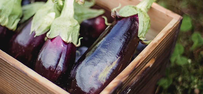 Miracle ingredient: boost your health with brinjals