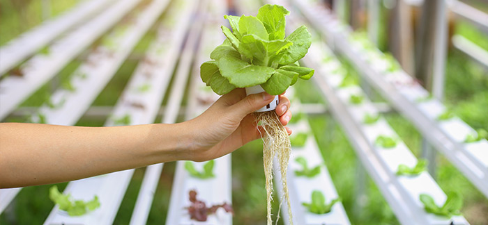 Bring hydroponic farming into your home