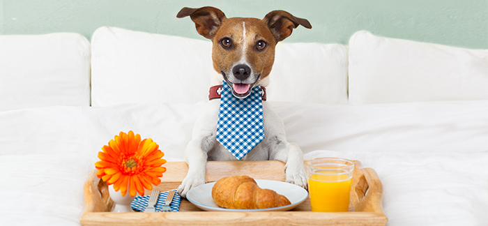 Five Star Hotel Luxury for your furry friends