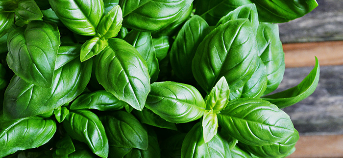 6 Unbelievable Benefits of Basil: The Miracle Ingredient