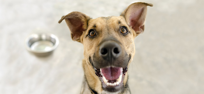 Homemade organic treats for your furbabies