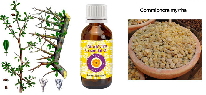 Myrrh Essential Oil, Perfect For Wound Healing & Oral Health