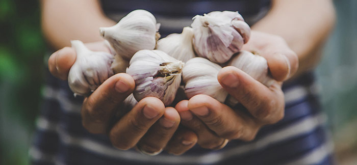 Miracle Ingredient – Garlic