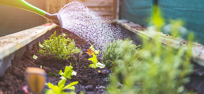 Go green and let it grow! Get your herbs fresh from your own ORGANIC kitchen herb garden