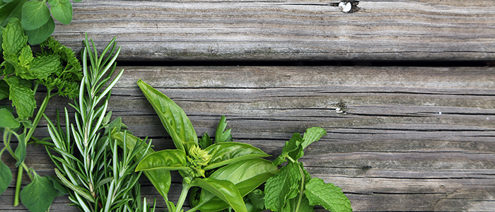 Herbs that Heal - Our Top 5 Picks to Grow at Home