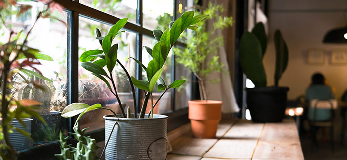 Grow your own fresh air with house plants