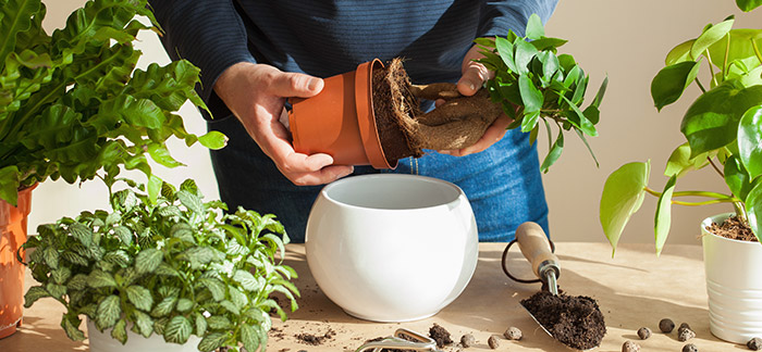 The health benefits of indoor plants