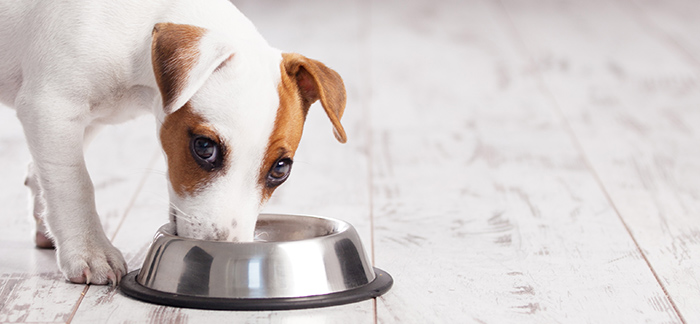 Masterchef: home-cooked meals for your pets