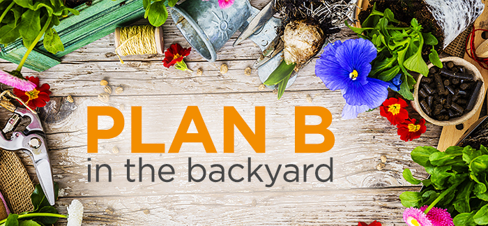 Plan Bee in the Backyard